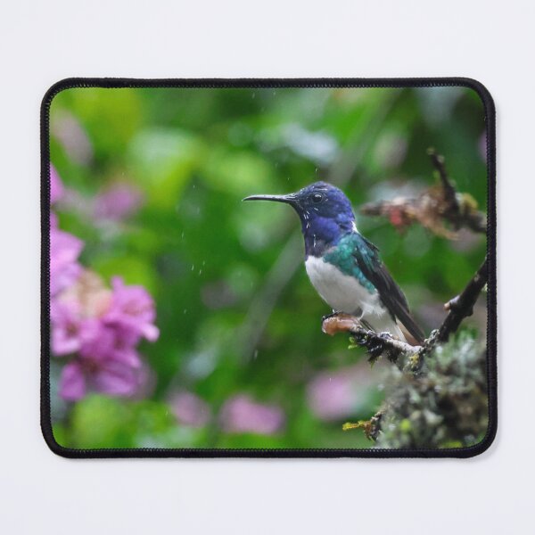 Item preview, White-necked Jacobin designed and sold by Carol Bock.