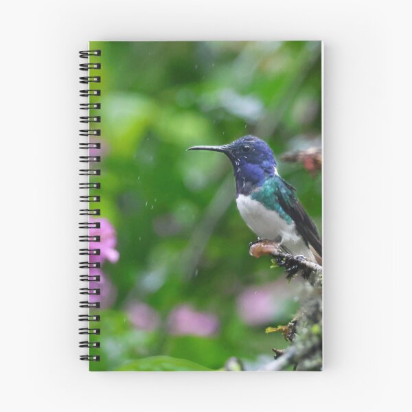 Item preview, White-necked Jacobin designed and sold by Carol Bock.