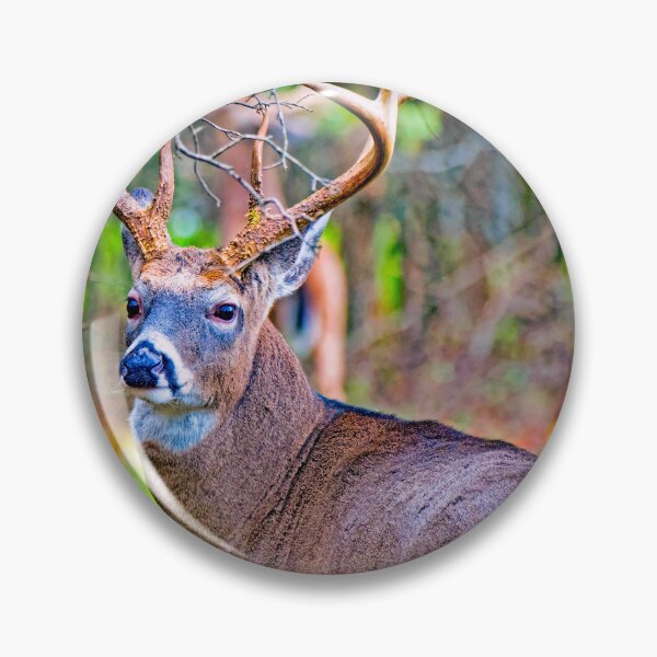 Item preview, White-tailed Deer Buck, Full Antler Rack designed and sold by AMacGPhilly.