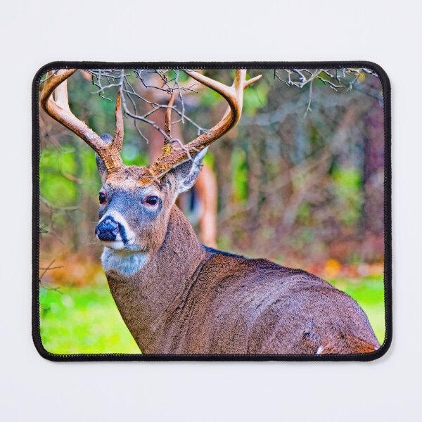 Item preview, White-tailed Deer Buck, Full Antler Rack designed and sold by AMacGPhilly.