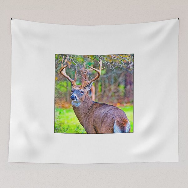 Item preview, White-tailed Deer Buck, Full Antler Rack designed and sold by AMacGPhilly.