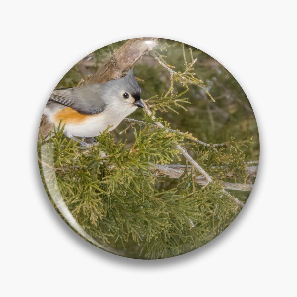 Item preview, Tufted Titmouse in Pinery Provincial Park, Ontario designed and sold by jrtwynam.
