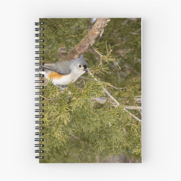 Item preview, Tufted Titmouse in Pinery Provincial Park, Ontario designed and sold by jrtwynam.
