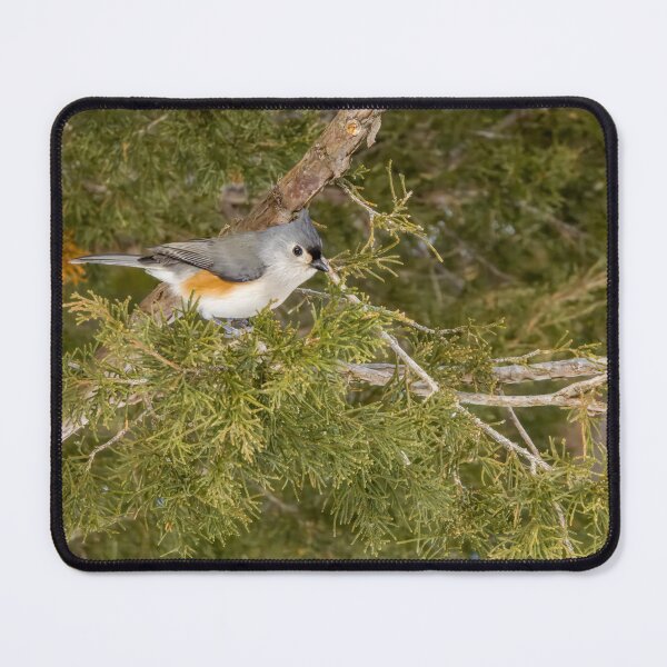 Item preview, Tufted Titmouse in Pinery Provincial Park, Ontario designed and sold by jrtwynam.