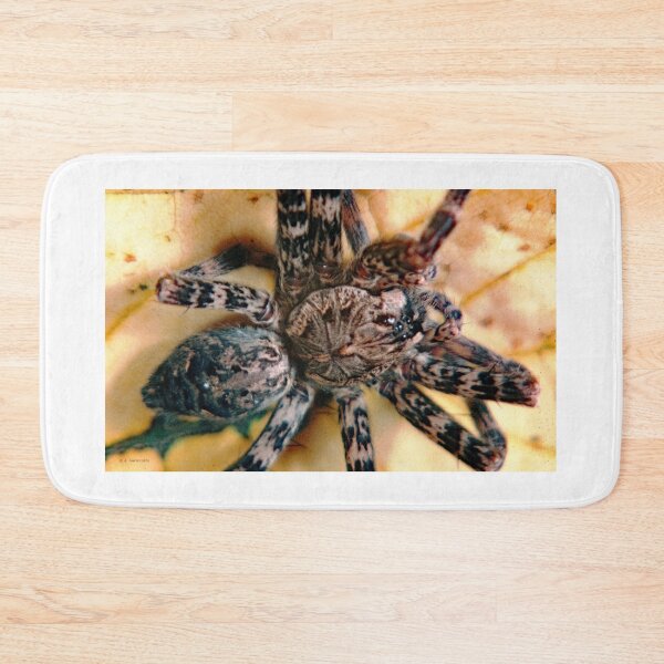 Item preview, Fishing Spider, Genus Dolomedes, Large Arachnid designed and sold by AMacGPhilly.