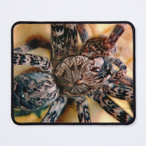 Item preview, Fishing Spider, Genus Dolomedes, Large Arachnid designed and sold by AMacGPhilly.