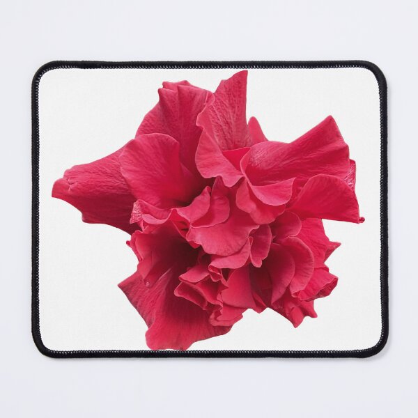 Item preview, red hibiscus flower, red flower Isolated on white background designed and sold by pipikijung.