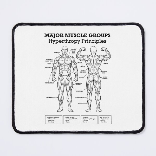 Item preview, Funny Gym Muscle Groups Hypertrophy Lifting Workout Diagram designed and sold by GrandeDuc.
