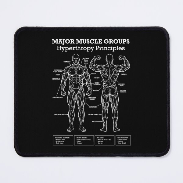Item preview, Funny Gym Muscle Groups Hypertrophy Lifting Workout Diagram designed and sold by GrandeDuc.