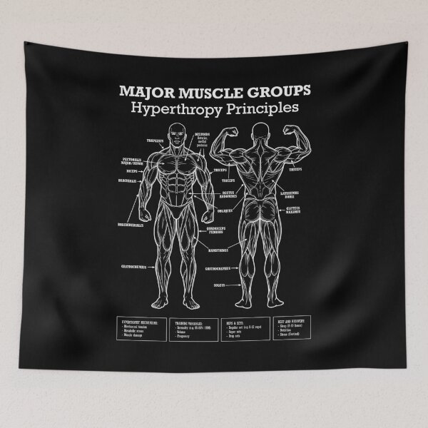 Item preview, Funny Gym Muscle Groups Hypertrophy Lifting Workout Diagram designed and sold by GrandeDuc.