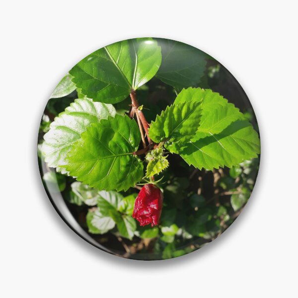 Item preview, Sun-Drenched Hibiscus Bud designed and sold by BloomandBlurArt.
