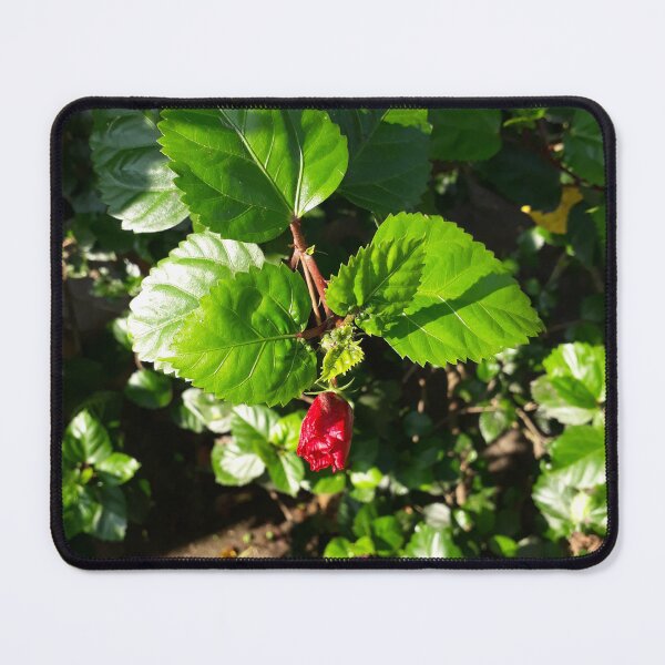 Item preview, Sun-Drenched Hibiscus Bud designed and sold by BloomandBlurArt.