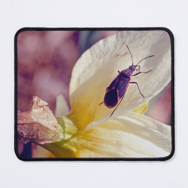 Item preview, Boxelder Beetle, Leptocorts Trivittatus, Iris Flower designed and sold by AMacGPhilly.