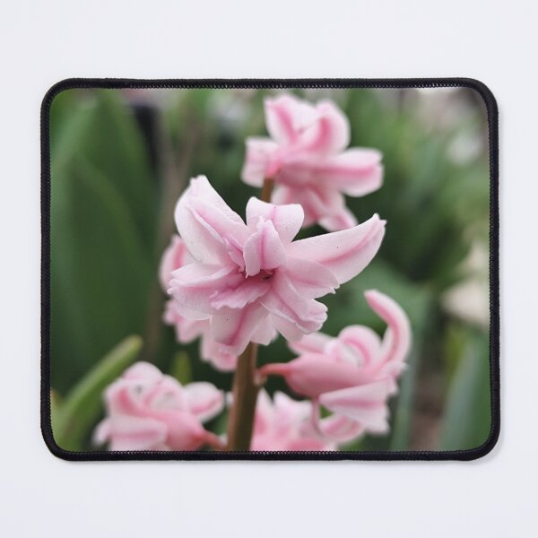 Item preview, Beautiful Pink Flower From The Home Garden Digital Photography designed and sold by vtspatial.