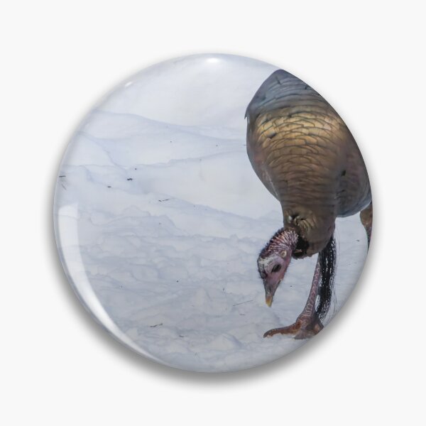 Item preview, Wild Turkey Feeding in Snow at Pinery Provincial Park, Ontario designed and sold by jrtwynam.