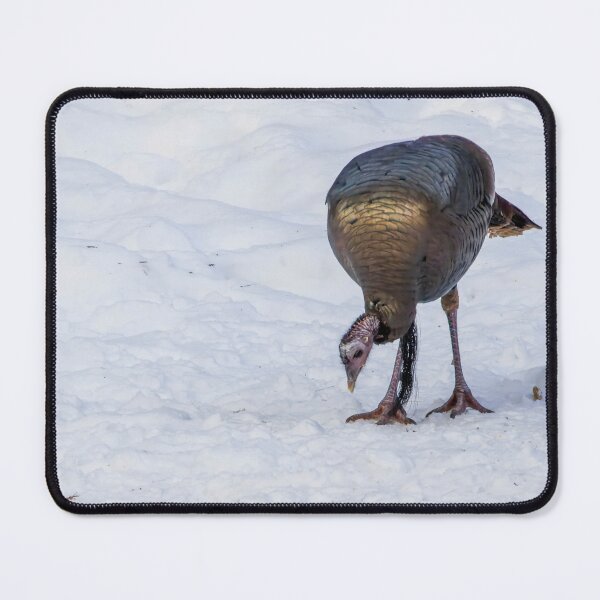 Item preview, Wild Turkey Feeding in Snow at Pinery Provincial Park, Ontario designed and sold by jrtwynam.
