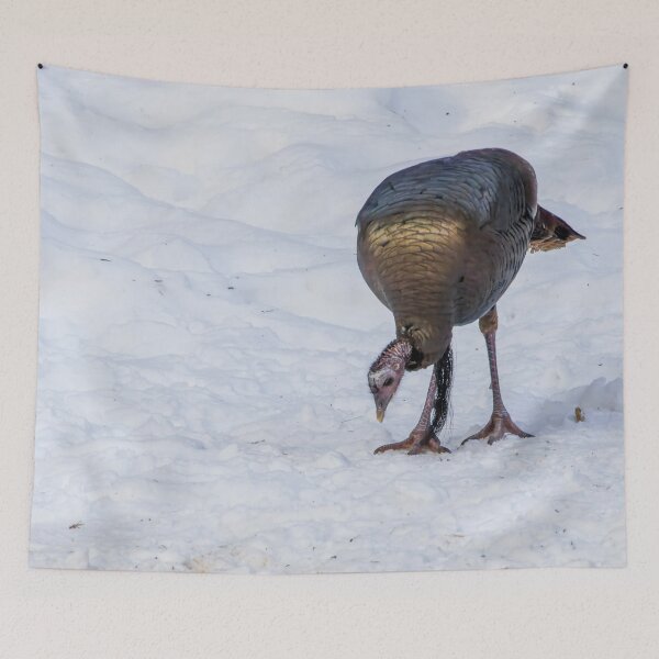 Item preview, Wild Turkey Feeding in Snow at Pinery Provincial Park, Ontario designed and sold by jrtwynam.