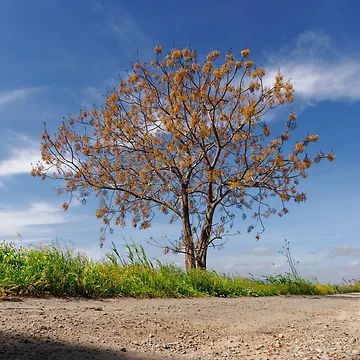 Artwork thumbnail, Chinaberry Tree by Ralph Goldsmith