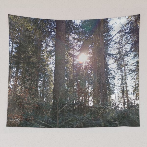 Item preview, Sunlight in the winter forest between tall trees designed and sold by Art by M.H..