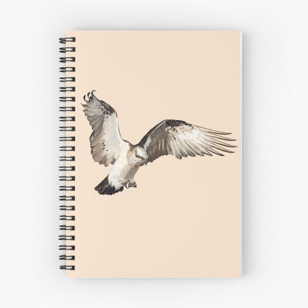 Item preview, Osprey on the wing designed and sold by Windswell.