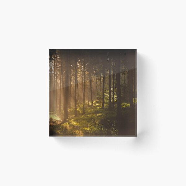 Item preview, Enlightened Forest – Golden Morning Sunbeams designed and sold by Tomas Hudolin.