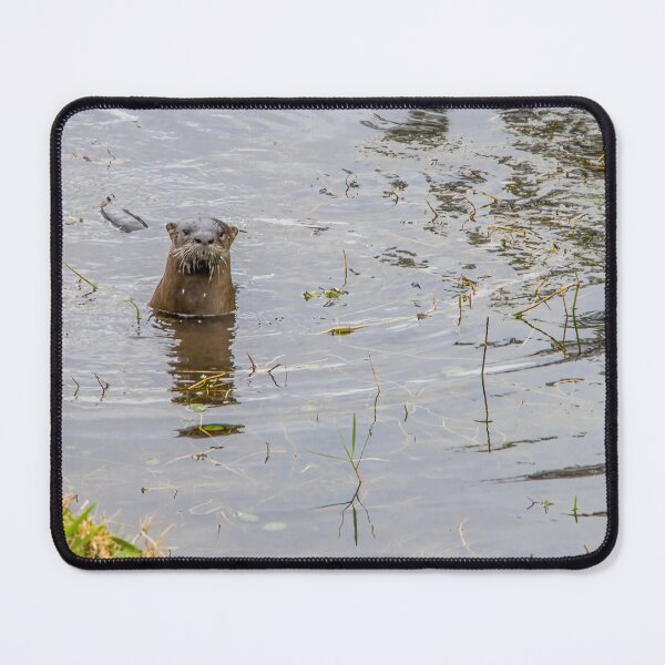 Item preview, Otter in Kissimmee Pond 1 designed and sold by jrtwynam.