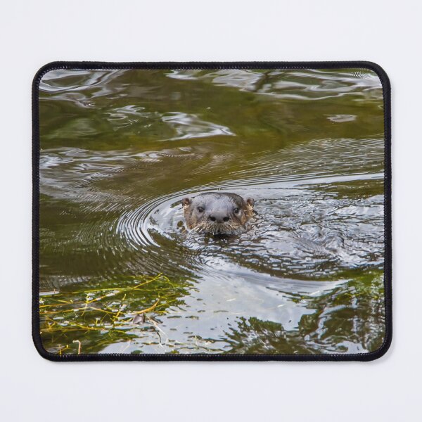 Item preview, Otter in Kissimmee Pond 2 designed and sold by jrtwynam.