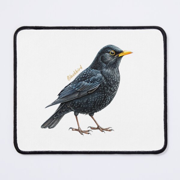 Artikelvorschau, Amsel, Gartenvogel entworfen und verkauft von iclipart.