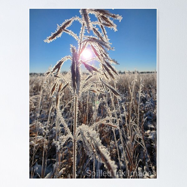Item preview, Hoarfrost in Calgary designed and sold by SpilledInkImages.