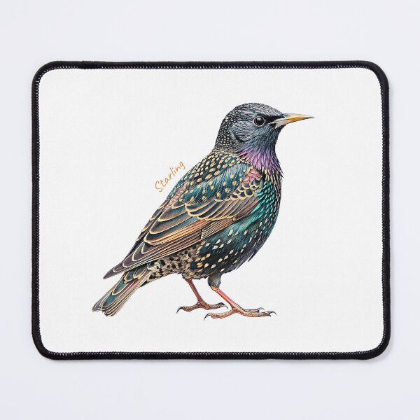 Item preview, Starling bird, Garden Bird designed and sold by iclipart.
