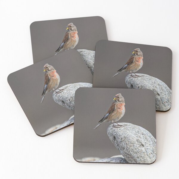 Item preview, Linnet Perched on a Pebble designed and sold by Martin Stokes Photography.