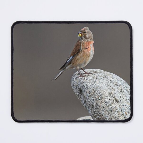 Item preview, Linnet Perched on a Pebble designed and sold by Martin Stokes Photography.