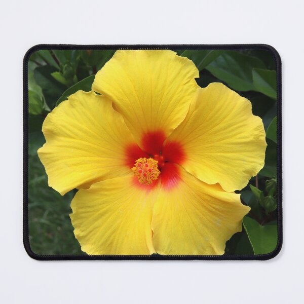 Item preview, Hibiscus Yellow/Red Flower designed and sold by BostonArcImage.