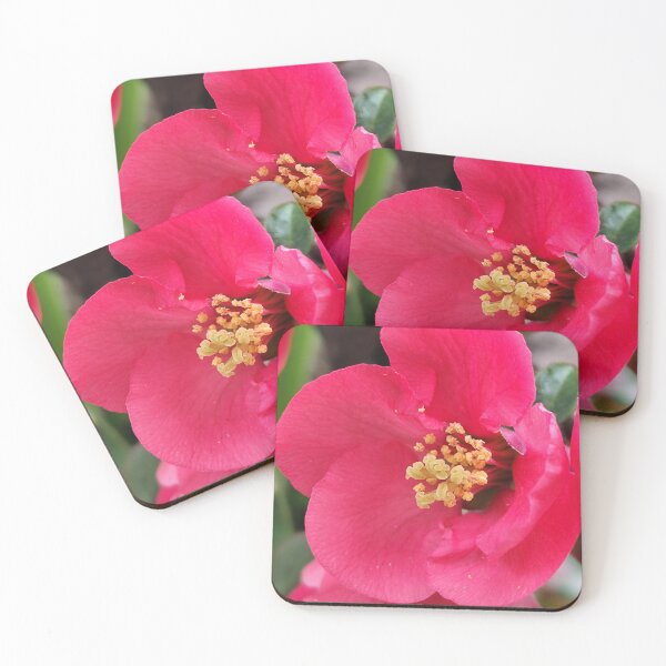 Item preview, Beautiful Pink Blooming Chaenomeles From Home Garden Photography designed and sold by vtspatial.