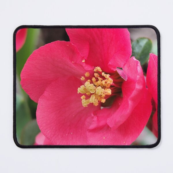 Item preview, Beautiful Pink Blooming Chaenomeles From Home Garden Photography designed and sold by vtspatial.