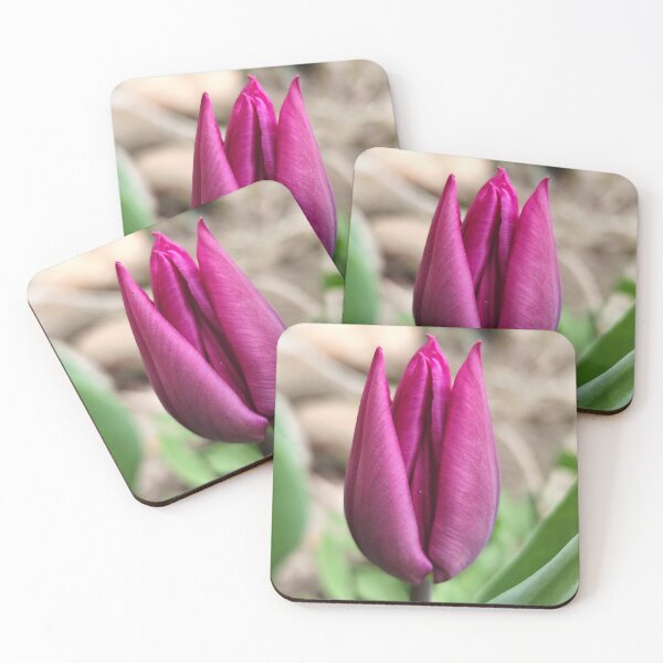 Item preview, Beautiful Purple Blooming Tulip From Home Garden Photography designed and sold by vtspatial.