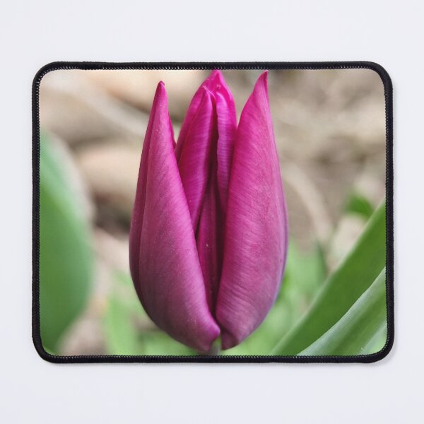 Item preview, Beautiful Purple Blooming Tulip From Home Garden Photography designed and sold by vtspatial.
