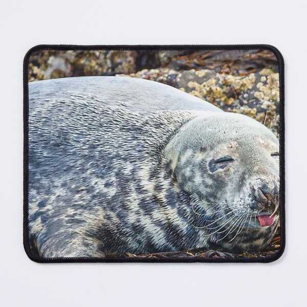 Item preview, Seal at Seal Sands, Tees Estuary, Hartlepool designed and sold by Martin Stokes Photography.