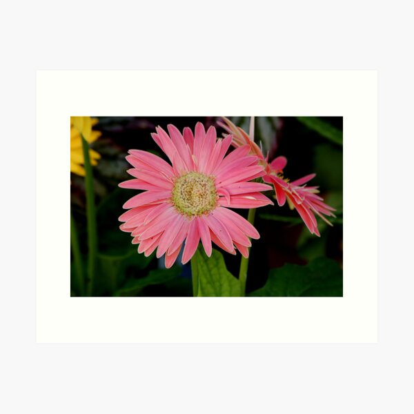 gerber daisy Art Print