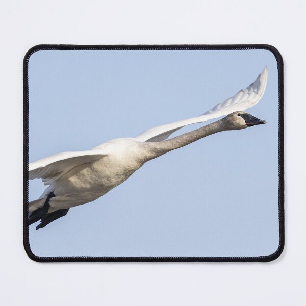 Item preview, Tundra Swan in flight 3-29-2026 designed and sold by Thomasyoung.