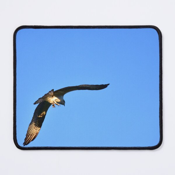 Item preview, Osprey Soaring in Blue Sky designed and sold by MercerImages.