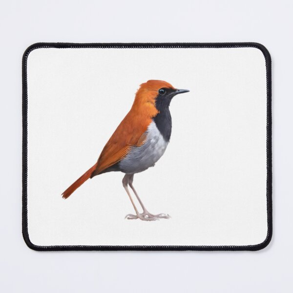 Item preview, Okinawa Robin (Larvivora namiyei) designed and sold by HOMETOWN86.