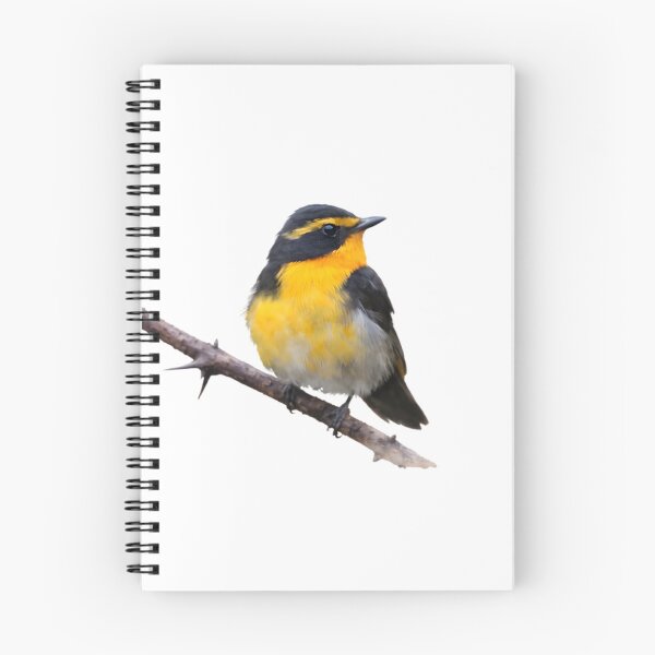 Item preview, Ryukyu Flycatcher (Ficedula owstoni) designed and sold by HOMETOWN86.