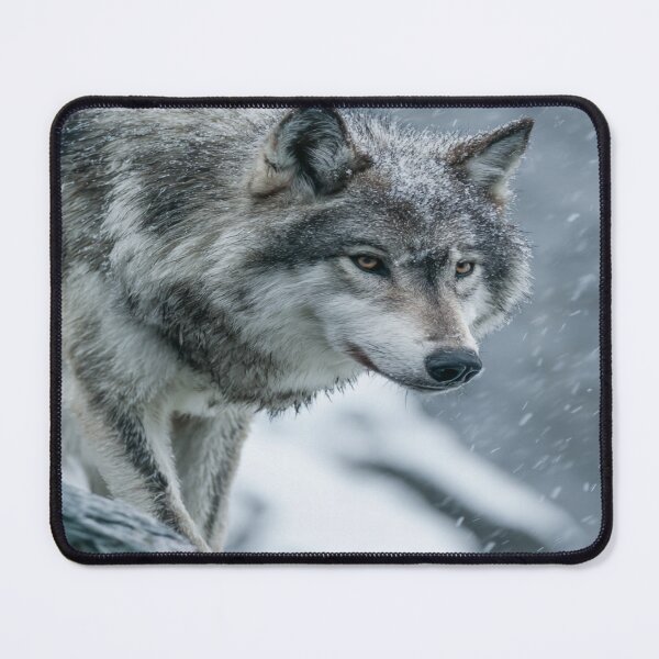 Item preview, Majestic Gray Wolf in Winter Snow Wildlife Portrait designed and sold by NicolasGlowArt.