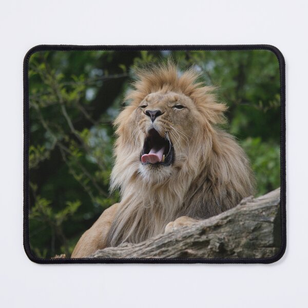 Item preview, Majestic Lion Wildlife Photography Print designed and sold by flowlens.media.