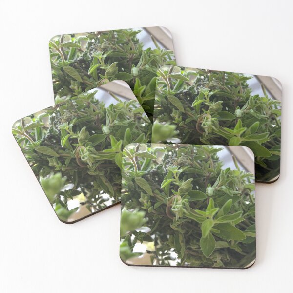 Item preview, Oregano designed and sold by No Place Like Om ॐ.