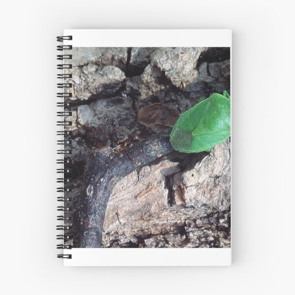 Item preview, Green Stink Bug, Insect Pest, Genus Chinavia designed and sold by AMacGPhilly.