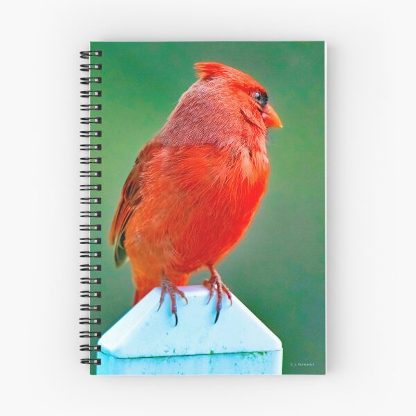 Item preview, Northern Cardinal, Male on Fence Post designed and sold by AMacGPhilly.