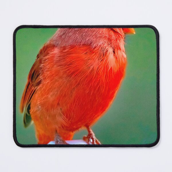 Item preview, Northern Cardinal, Male on Fence Post designed and sold by AMacGPhilly.