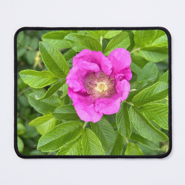 Item preview, Beach rose designed and sold by Lauracolleen3.